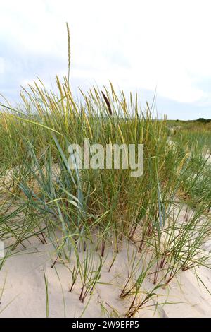 L'erba di lyme blu o mare l'erba di lyme (Leymus arenarius o Elymus arenarius) è un'erba perenne originaria del nord Europa occidentale. Questa foto è stata scattata a Sand Foto Stock