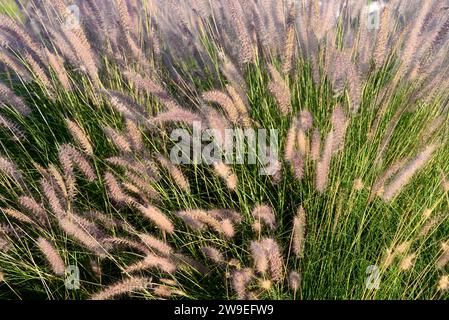 La Cremisi Fountaingrass (Pennicetum setaceum) è un'erba perenne originaria dell'Africa tropicale e dell'Asia e introdotta e naturalizzata in Spagna, Sicilia, CA Foto Stock