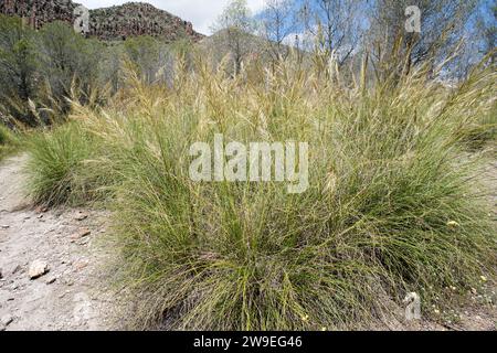 Lo sparto (Stipa tenacissima) è un'erba perenne endemica della penisola iberica meridionale e dell'Africa settentrionale. Produce una fibra utilizzata per la fabbricazione di cestini e. Foto Stock