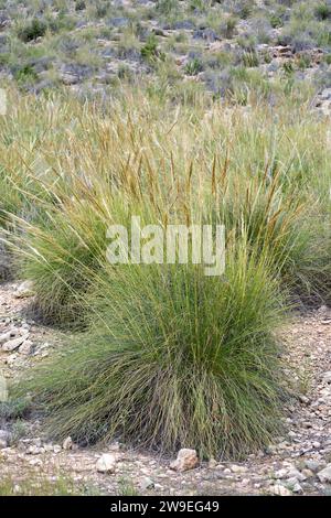 Lo sparto (Stipa tenacissima) è un'erba perenne endemica della penisola iberica meridionale e dell'Africa settentrionale. Produce una fibra utilizzata per la fabbricazione di cestini e. Foto Stock