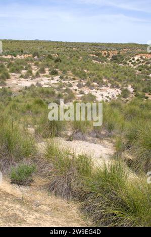 Lo sparto (Stipa tenacissima) è un'erba perenne endemica della penisola iberica meridionale e dell'Africa settentrionale. Produce una fibra utilizzata per la fabbricazione di cestini e. Foto Stock