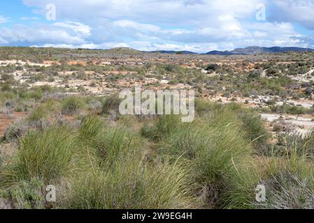 Lo sparto (Stipa tenacissima) è un'erba perenne endemica della penisola iberica meridionale e dell'Africa settentrionale. Produce una fibra utilizzata per la fabbricazione di cestini e. Foto Stock