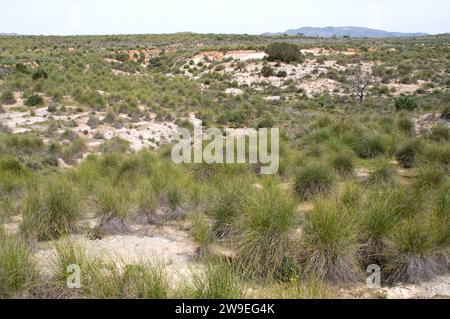 Lo sparto (Stipa tenacissima) è un'erba perenne endemica della penisola iberica meridionale e dell'Africa settentrionale. Produce una fibra utilizzata per la fabbricazione di cestini e. Foto Stock