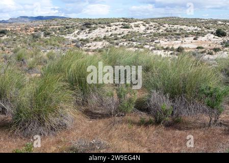 Lo sparto (Stipa tenacissima) è un'erba perenne endemica della penisola iberica meridionale e dell'Africa settentrionale. Produce una fibra utilizzata per la fabbricazione di cestini e. Foto Stock