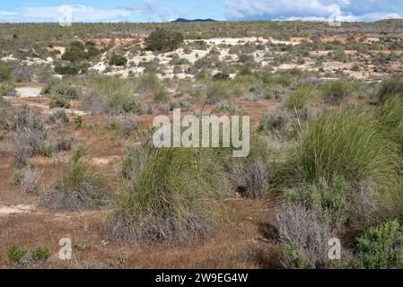 Lo sparto (Stipa tenacissima) è un'erba perenne endemica della penisola iberica meridionale e dell'Africa settentrionale. Produce una fibra utilizzata per la fabbricazione di cestini e. Foto Stock