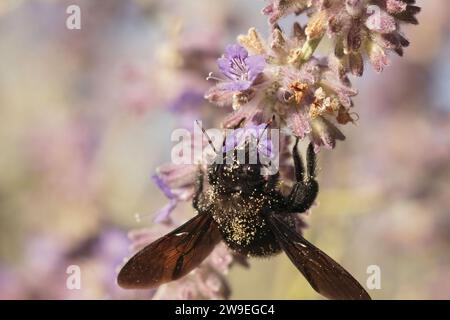 Un dettaglio colorato primo piano verso l'alto su una grande ape di falegname, Xylocopa violacea su fiori viola Perovksia jangii Foto Stock