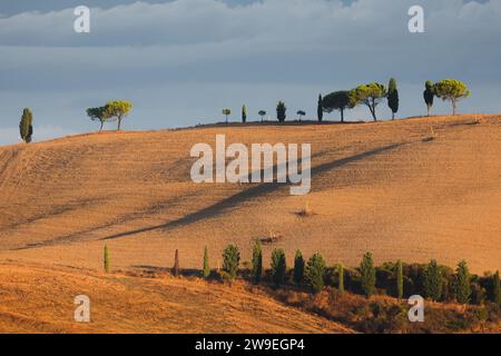 La luce dorata proietta lunghe ombre sugli alberi contro un cielo lungoso e drammatico su una cresta in cima a una collina nel paesaggio paesaggistico di colline ondulate e fattorie Foto Stock