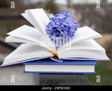 il grande e bellissimo fiore di giacinto blu giace sulle pagine di un libro aperto Foto Stock