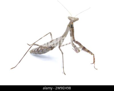 Carolina Mantis - Stagmomantis carolina - un tipo di preghiere mantis isolato su sfondo bianco, dettagli completi in tutta la vista frontale laterale Foto Stock