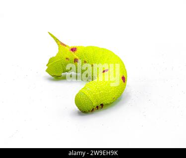Falena sfinge con occhi piccoli - miopi Paonias - larva caterpillar di colore verde lime con macchie o puntini rossi. Falena in seta con corna o verme. Isolato su bianco Foto Stock