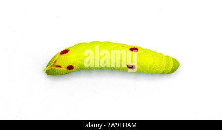 Falena sfinge con occhi piccoli - miopi Paonias - larva caterpillar di colore verde lime con macchie o puntini rossi. Falena in seta con corna o verme. Isolato su bianco Foto Stock