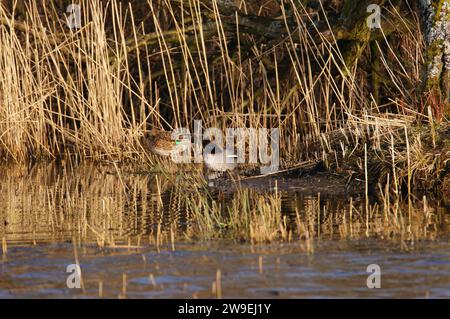 Eurasian Teal (Anas crecca), RSPB Leighton Moss è una riserva naturale del Lancashire, Inghilterra, Regno Unito Foto Stock