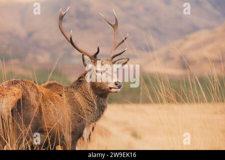 Ritratto della fauna selvatica di un cervo rosso scozzese (Cervus elaphus scoticus) nella campagna montana di Glen Etive nelle Highlands scozzesi, Scozia. Foto Stock