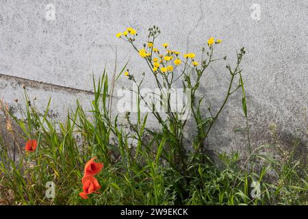 Kleinköpfiger Pippau, Kleinblütiger Pippau, Grüner Pippau, Crepis capillaris, barba liscia, la Crépide capillaire, la Crépis à tiges capillaires Foto Stock