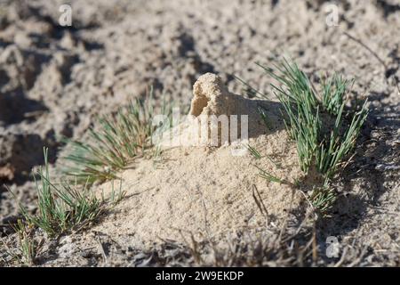 Kotwespe, Mellinus arvensis, Nesthaufen, Nest, Nesteingang aus Sand, Grabwespe, vespa per scavatrici da campo Foto Stock