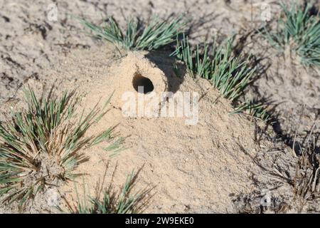 Kotwespe, Mellinus arvensis, Nesthaufen, Nest, Nesteingang aus Sand, Grabwespe, vespa per scavatrici da campo Foto Stock