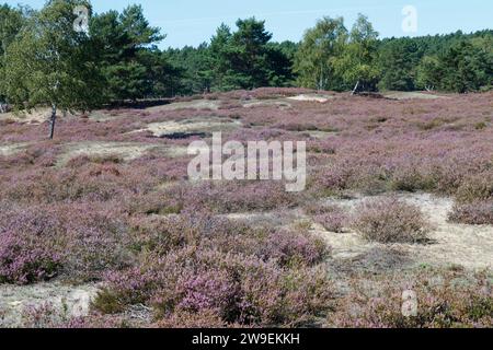 Nemitzer Heide, Heidegebiet im Naturpark Elbhöhen-Wendland, Niedersachsen, Deutschland, Heidelandschaft. Besenheide, Heidekraut, Calluna vulgaris, Com Foto Stock