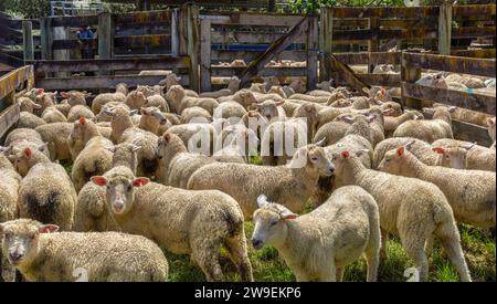 Agnelli con orecchie dentellate in un recinto di pecore al Duder Regional Park, Aotearoa / nuova Zelanda. Foto Stock