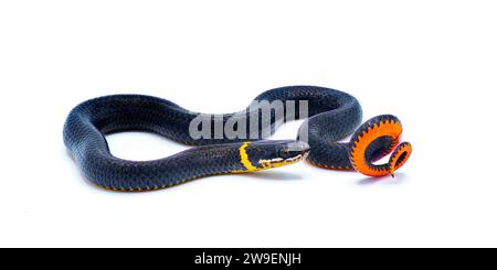 Anello meridionale con collo a collo nudo o serpente a collo di anello - Diadophis punctatus punctatus - postura difensiva di arricciare la coda esponendo il rosso brillante arancione posteriore Foto Stock