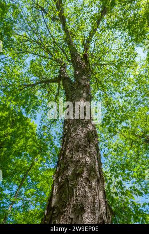 Betulla gialla, Betula alleghaniensis, in tarda primavera cresce nella Silver Lake Wilderness area nelle Adirondack Mountains dello Stato di New York Foto Stock