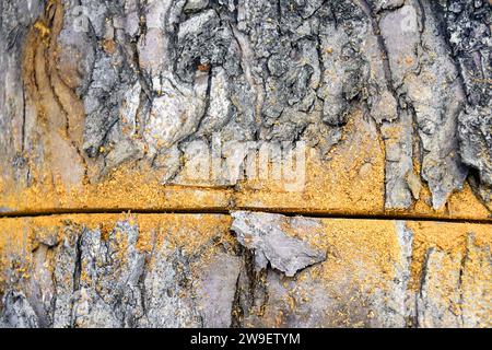 Lumberjack lascia il sentiero su una superficie di legno utilizzando una sega manuale. Un segno di sega sul tronco di un albero di mele morto. Il vecchio albero da frutto è coperto di rasoi Foto Stock