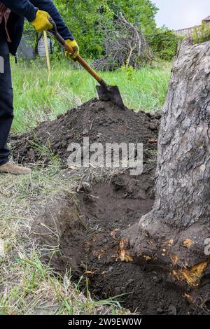 Sradicamento di vecchi alberi da frutto secchi in giardino. Grande fossa con radici di alberi segate e tritate. L'uomo con la pala sta scavando l'albero delle radici. Agricoltura. Primo piano. S Foto Stock