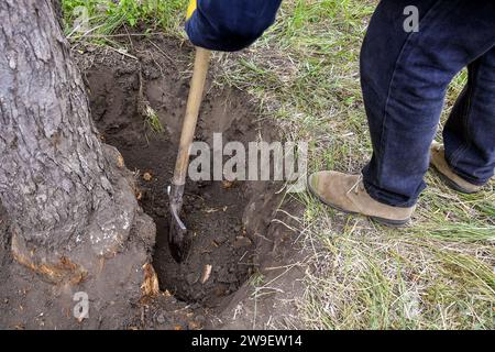 L'uomo sradica il vecchio albero da frutto secco in giardino. Grande fossa con radici d'albero tagliate. Gli escavatori sono l'attrezzo principale utilizzato per lo sradicamento. Ristrutturazione del vecchio gar Foto Stock