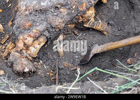 Sradicamento di vecchi alberi da frutto secchi in giardino. Grande fossa con radici d'albero tagliate. L'ascia è lo strumento principale utilizzato per lo sradicamento. Ristrutturazione del vecchio giardino. Clo Foto Stock