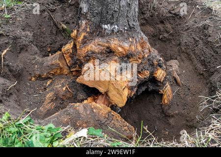 Sradicamento di vecchi alberi da frutto secchi in giardino. Grande fossa con radici di alberi segate e tritate. Agricoltura. Primo piano. Messa a fuoco selettiva. Foto Stock