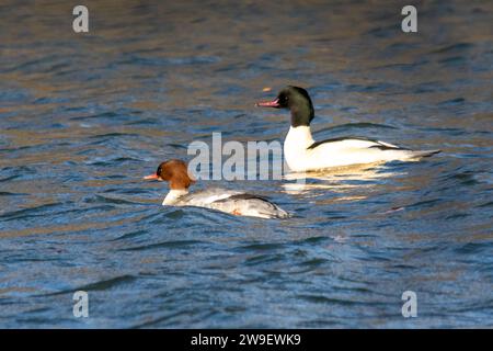 Coppia di goosandri (Mergus merganser) che svernano a Moor Green Lakes, Berkshire, Inghilterra, Regno Unito, nuotando su un lago Foto Stock