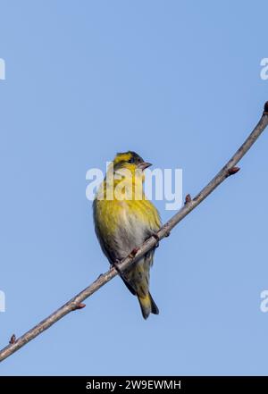 Un uccello di siskin maschile (Spinus spinus) arroccato su un albero, Inghilterra, Regno Unito, una specie di finch Foto Stock