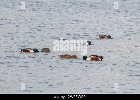 Northern shovelers (Spatula clypeata), un piccolo gruppo di anatre dello shoveler maschili e femminili che nutrono e nuotano in un lago, Inghilterra, Regno Unito Foto Stock