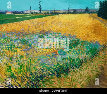 Wheatfield, Vincent van Gogh, 1888, Foto Stock