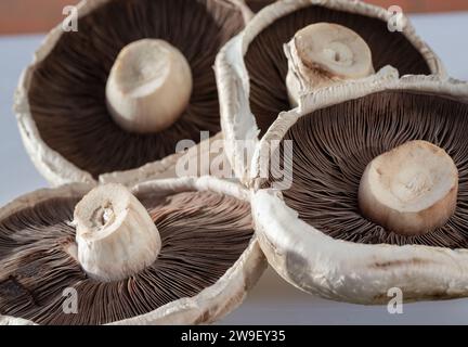 Funghi biologici Portobello spore, cappellini e gambi. Funghi Portobello freschi sani crudi pronti da cuocere, funghi piatti Foto Stock