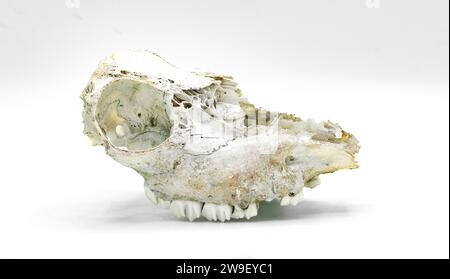 Cervo dalla coda bianca - Odocoileus virginianus - vecchi resti di osso cranico rinvenuti nei boschi, isolati su sfondo bianco vista laterale che mostra il sutu Foto Stock