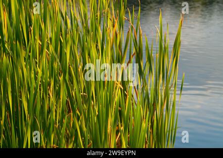 Batterson Pond cattails, Batterson Park Pond State barca lancio di New Britain, Connecticut Foto Stock