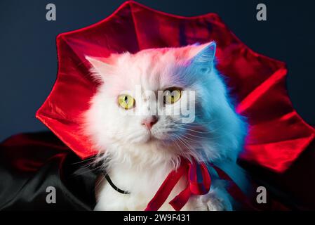 Gatto bianco e soffice in costume vampiro Conte Dracula sullo sfondo nero dello studio. Concetto di Halloween, festa, cosplay Foto Stock