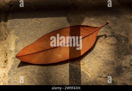 una foglia autunnale adagiata su cemento, una foglia marrone, un'ombra scagliata da un bastone metallico cade su di essa Foto Stock