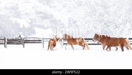 Una mandria di cavalli che galoppa attraverso il paesaggio innevato di un ranch, le loro manne e le code che volano al vento mentre corrono insieme Foto Stock