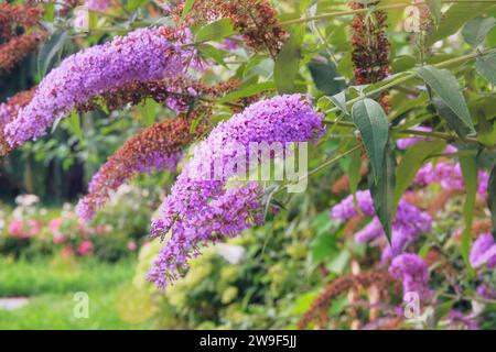 Bubbleja cresce accanto agli edifici residenziali sulla costa. Paesaggi estivi in viaggio. Fiori in fiore di viola. Foto Stock