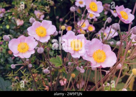 Anemone Loreley viola coltivato in un giardino fiorito. Fiori viola decorativi in natura. Fiori romantici. Fiori aromatici in giardino. Foto Stock