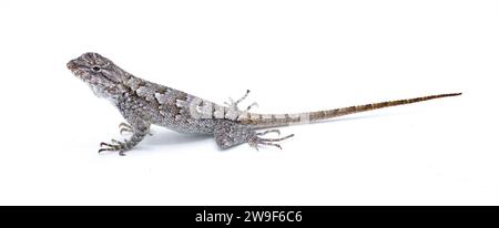 Lucertola di recinzione orientale o Swift -Sceloporus undulatus - Vista del profilo laterale isolata su sfondo bianco. Piccolo bambino che schiva il neonato Foto Stock