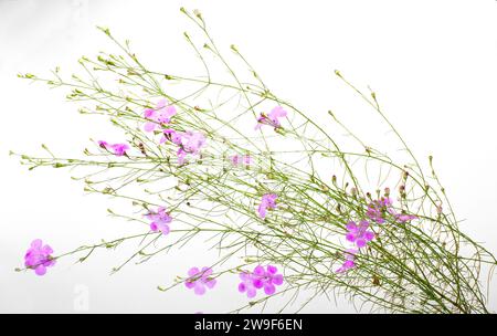 Seminole Falso foxglove - Agalinis filifolia - un fiore selvatico erbaceo annuale con vistose fioriture rosa a forma di campana isolate su sfondo bianco ospite PL Foto Stock