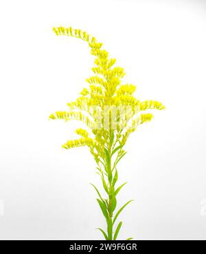 Chapmans goldenrod - Solidago odora var. Chapmanii - un fiore selvatico naturale comune nel nord della Florida alla fine dell'estate, inizio autunno. Nettare importante S Foto Stock