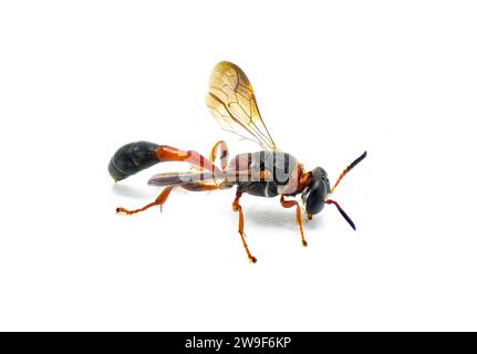 Trypoxylon specie di vespa con testa quadrata. Una delle piccole sottospecie rosse della Florida è T. clavatum johannis, T. collinum, o T. tridentatum Arc Foto Stock