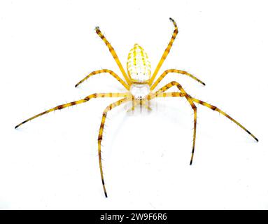 Tessitura a orlo selvaggio con orlo da giardino ragno tessitore - Argiope trifasciata - morph di colore chiaro privo di bande nere sull'addome. Colore giallo arancione e rosso. ISO Foto Stock