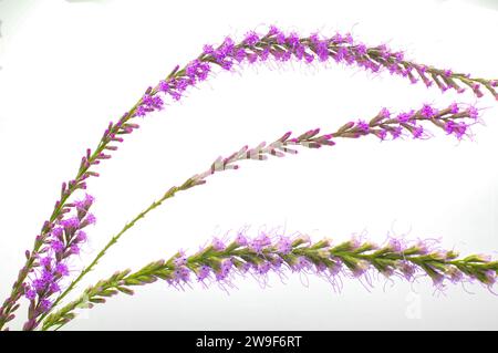 Stella fiammeggiante a foglia di ciuffo - Liatris laevigata - specie di pianta da fiore della famiglia Asteraceae, originaria degli stati Uniti della Georgia e della Florida f Foto Stock