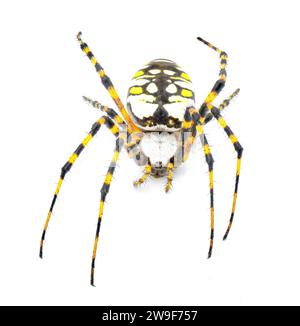 Ragno da giardino nero e giallo per adulti, ragno da giardino dorato, scritta, mais o ragno da orbita McKinley o ragno da tessitore a sfera - Argiope aurantia Foto Stock