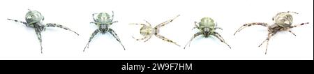 Ragno arabesco dell'orbita - Neoscona arabesca uno dei ragni tessitori di sfere più comuni in tutto il Nord America. Cinque viste isolate su bianco Foto Stock