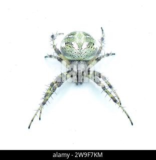 Ragno arabesco dell'orbita - Neoscona arabesca uno dei ragni tessitori di sfere più comuni in tutto il Nord America. isolato su sfondo bianco Foto Stock